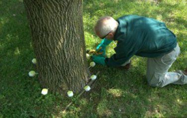Tree Injections, Cabling & Bracing