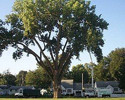 Tree Removal & Land Clearing